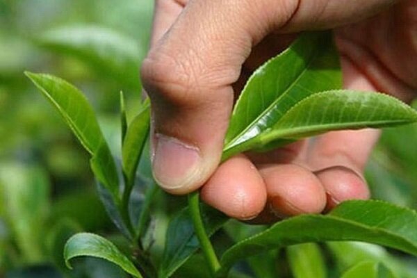 افزایش 34 درصدی قیمت برگ سبز چای