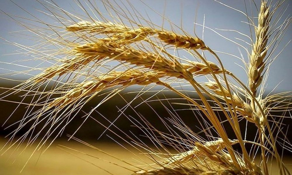۲۸.۵ همت بابت خرید تضمینی گندم به حساب کشاورزان واریز شد